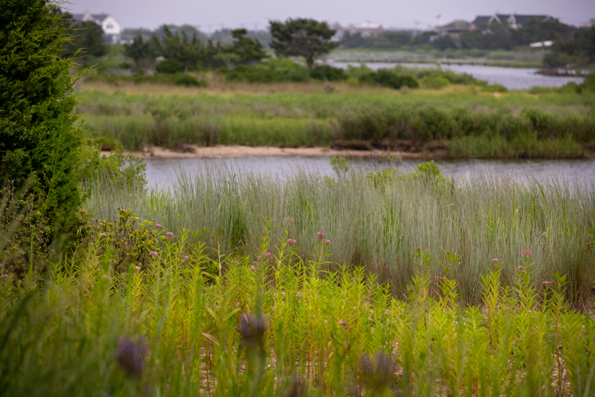 Naturalized Bayfront Retreat